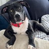adoptable Dog in  named Kobe