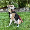 adoptable Dog in  named Coors