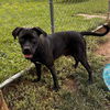 adoptable Dog in , CT named Serenity