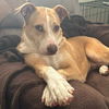 adoptable Dog in  named Jezzie