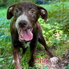 adoptable Dog in , CT named Chili