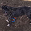 adoptable Dog in  named Zyron