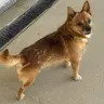 Max, an adoptable Chihuahua in Enfield, CT