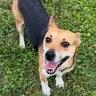 Roxy, an adoptable Corgi in Enfield, CT