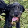 Pixie, an adoptable Irish Wolfhound in Enfield, CT