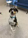 Lainey, an adoptable Shepherd in Enfield, CT