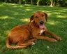 Orzo - Labrador Retriever