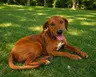 Orzo, an adoptable Labrador Retriever in Enfield, CT