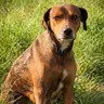 Claire, an adoptable Labrador Retriever in Enfield, CT