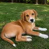 Manicotti, an adoptable Labrador Retriever in Enfield, CT