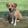 Big Boy, an adoptable Labrador Retriever in Enfield, CT