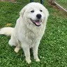 Snowball, an adoptable Great Pyrenees in Enfield, CT