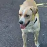Powder - Labrador Retriever