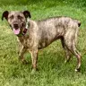 Sophie - Plott Hound