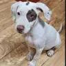 Karuna - Pointer