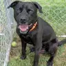 Dennis - Black Labrador Retriever