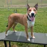 Titan - Collie