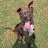 Colton - Labrador Retriever