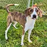 Nathan - Plott Hound