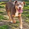 Tulsi - Doberman Pinscher