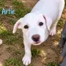 Artie - Labrador Retriever