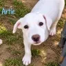 Artie