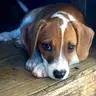 Cory - Beagle
