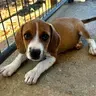 Ryder - Beagle