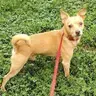 Peanut - Chihuahua