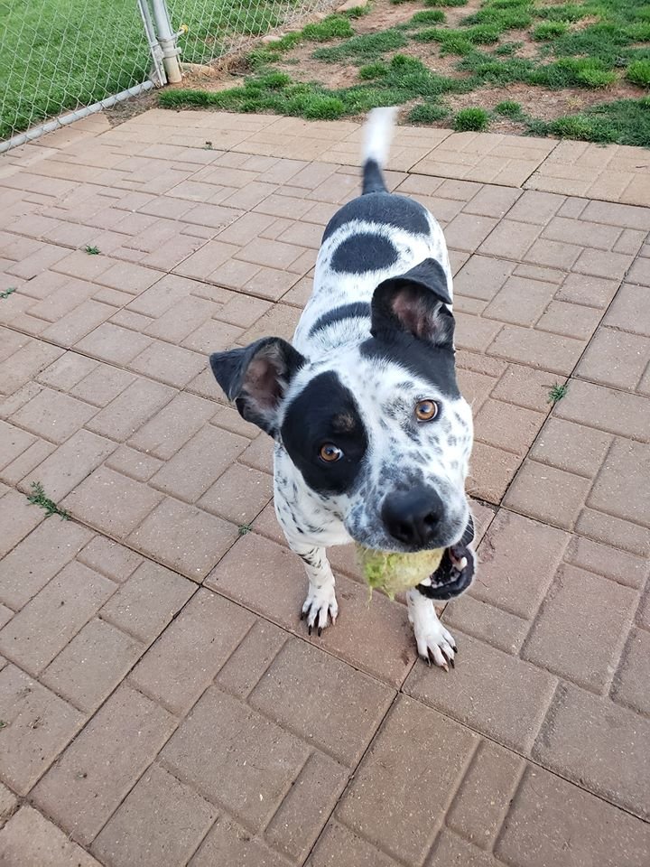 adoptable Dog in Scottsboro, AL named Juno