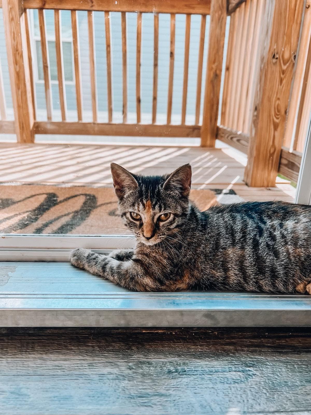 Cats for Adoption in Crossville, Alabama Alpha Paw