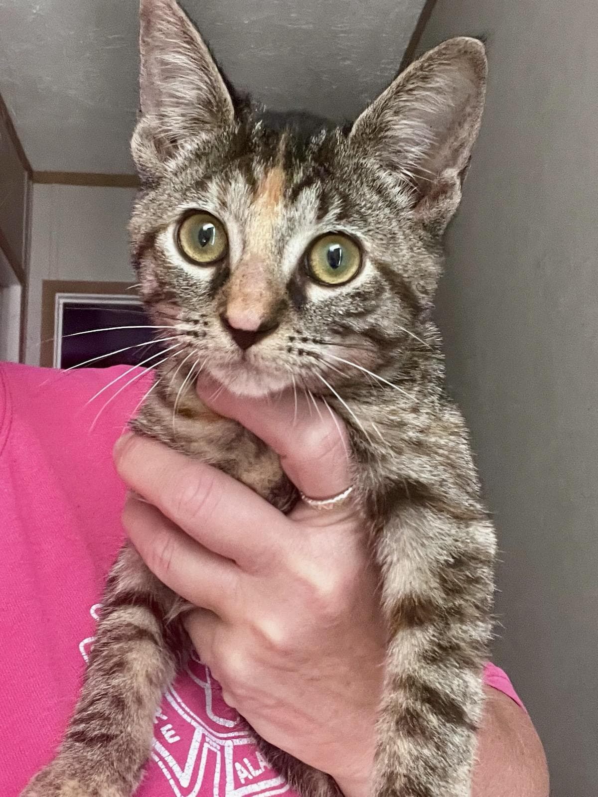 Cats for Adoption in Crossville, Alabama Alpha Paw