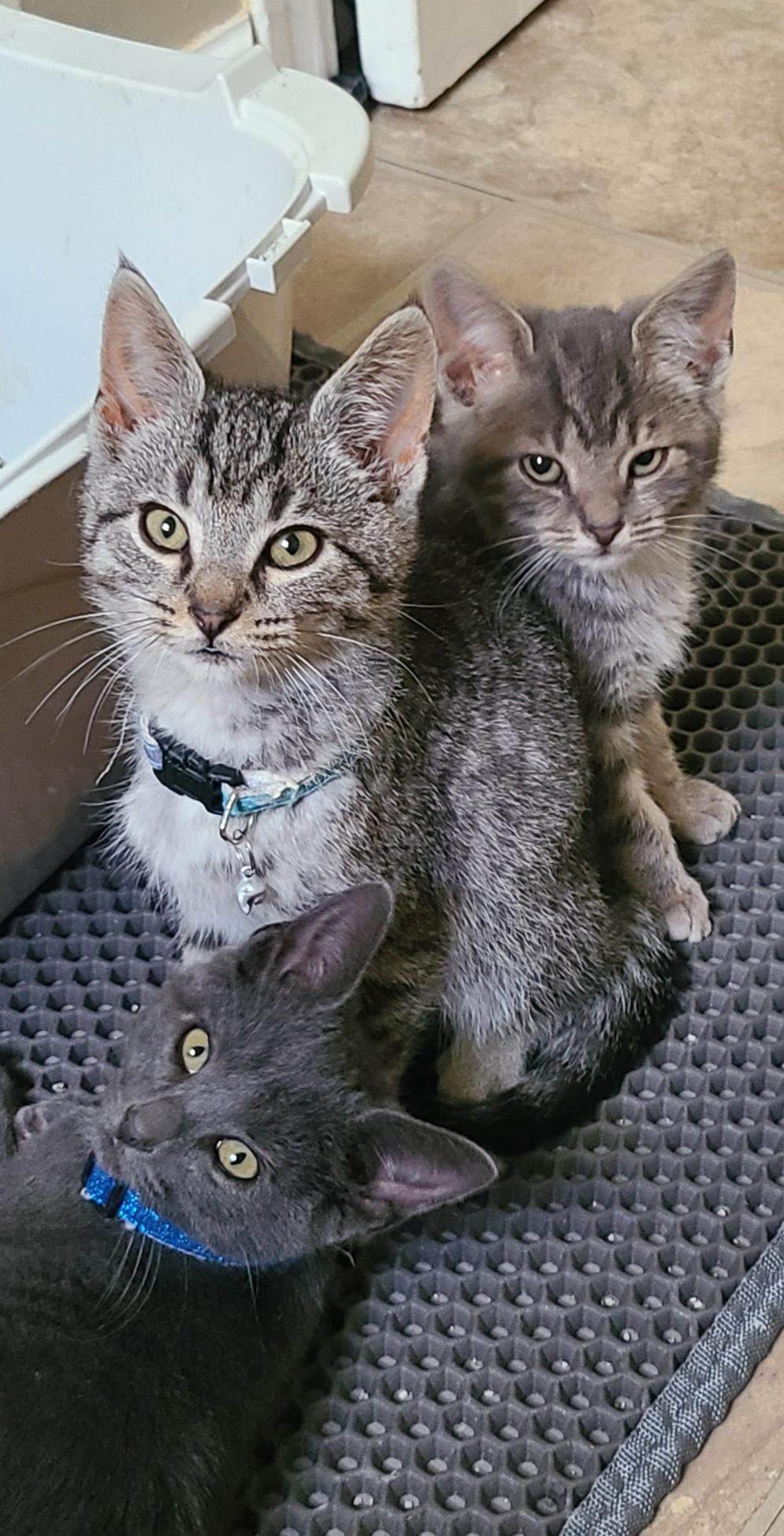Cats for Adoption in Whitesboro, Alabama Alpha Paw