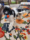 adoptable Dog in Robertsdale, AL named Haven