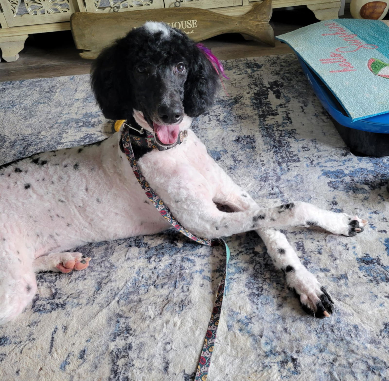 adoptable Dog in Robertsdale, AL named Haven