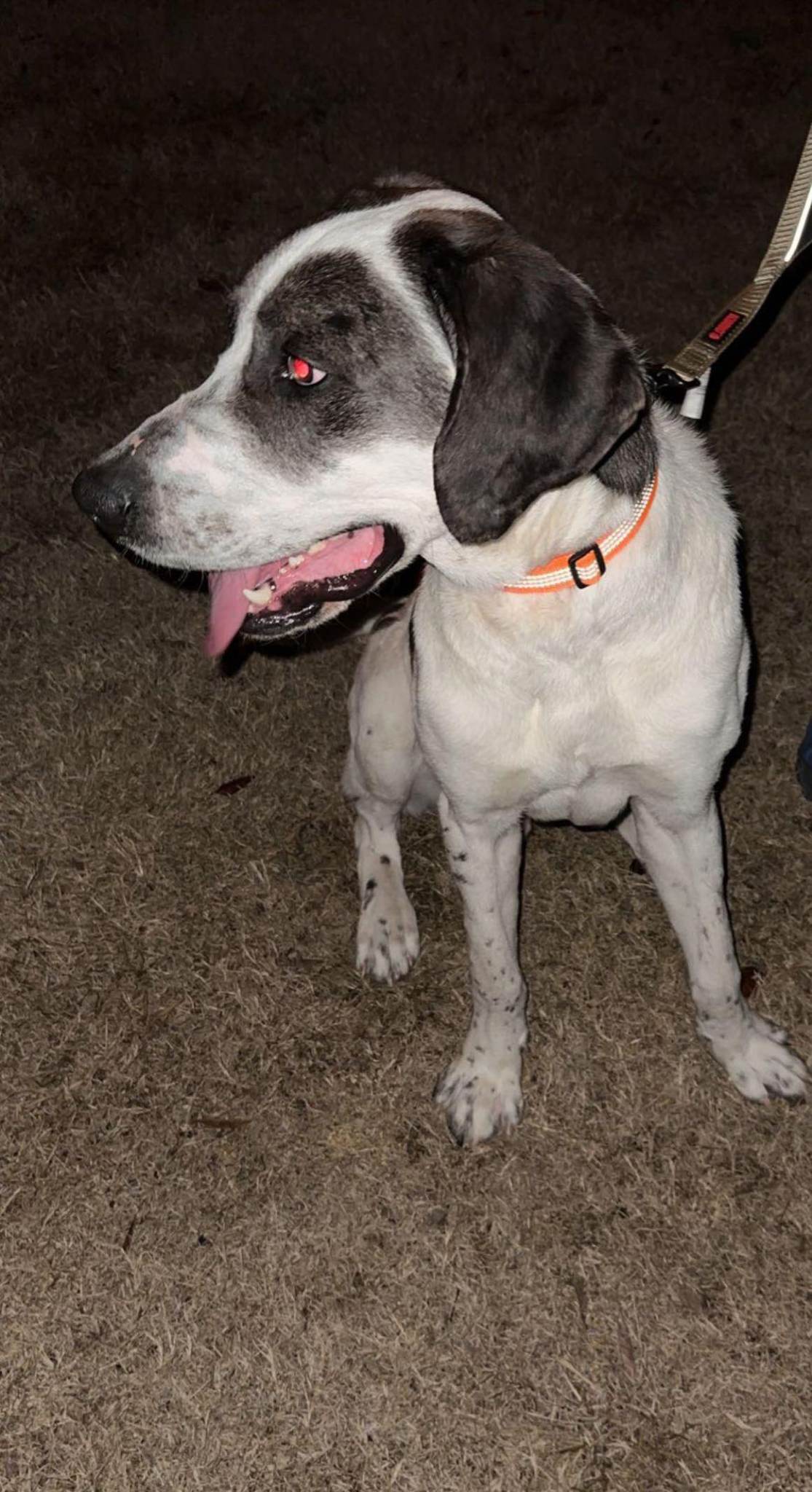 Dog for Adoption Kodak, a Great Pyrenees in Henagar, AL Alpha Paw