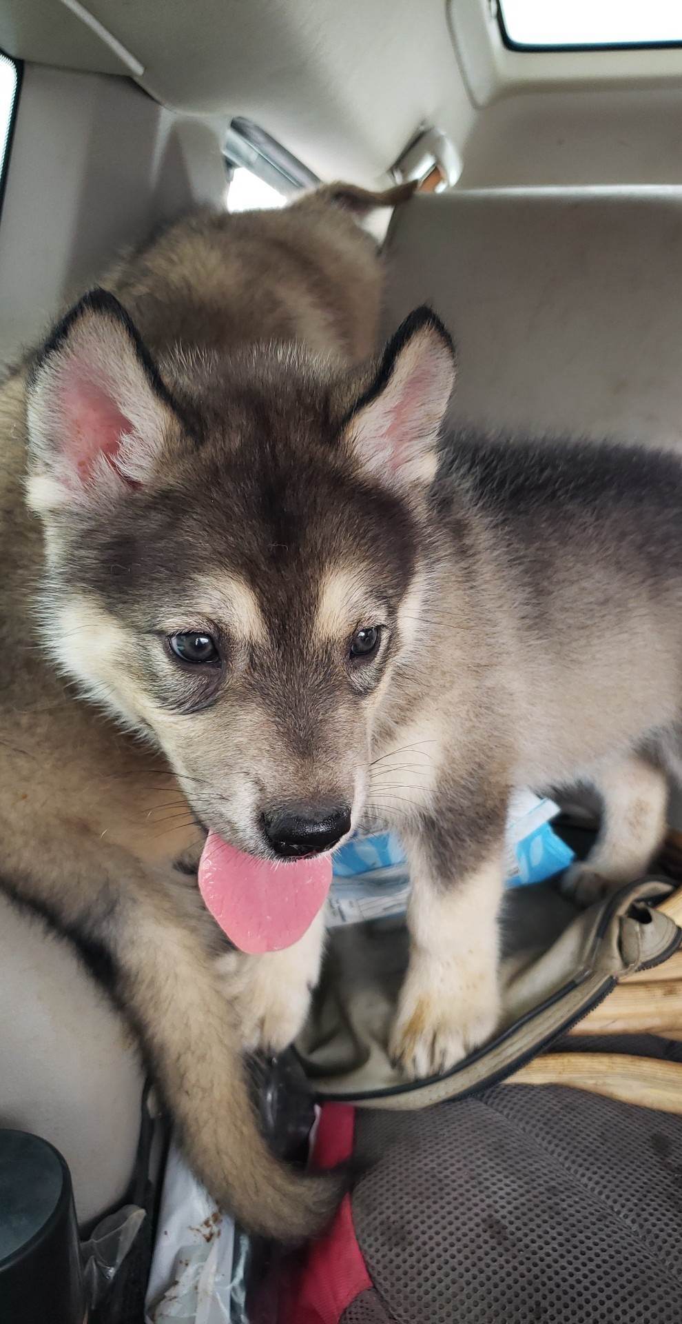 Dog for Adoption Asher, a Husky in Dade County, GA Alpha Paw