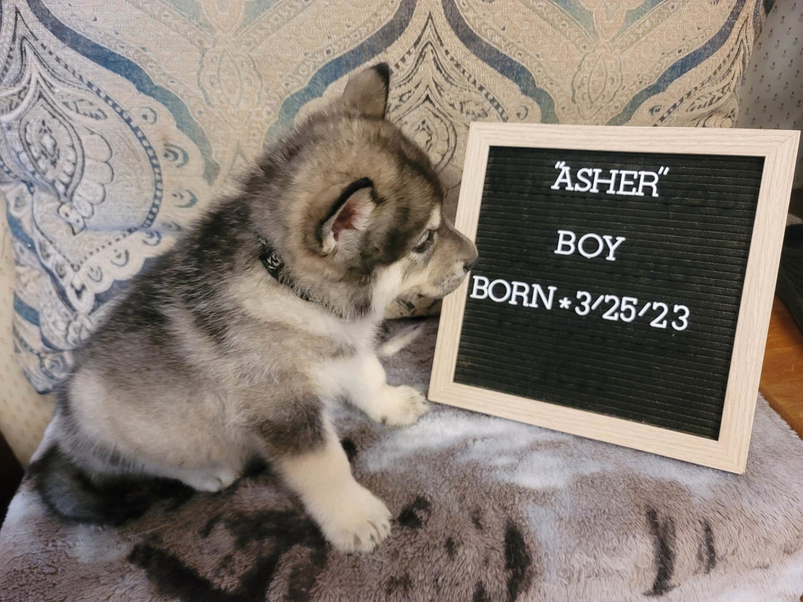 Dog for Adoption Asher, a Husky in Dade County, GA Alpha Paw