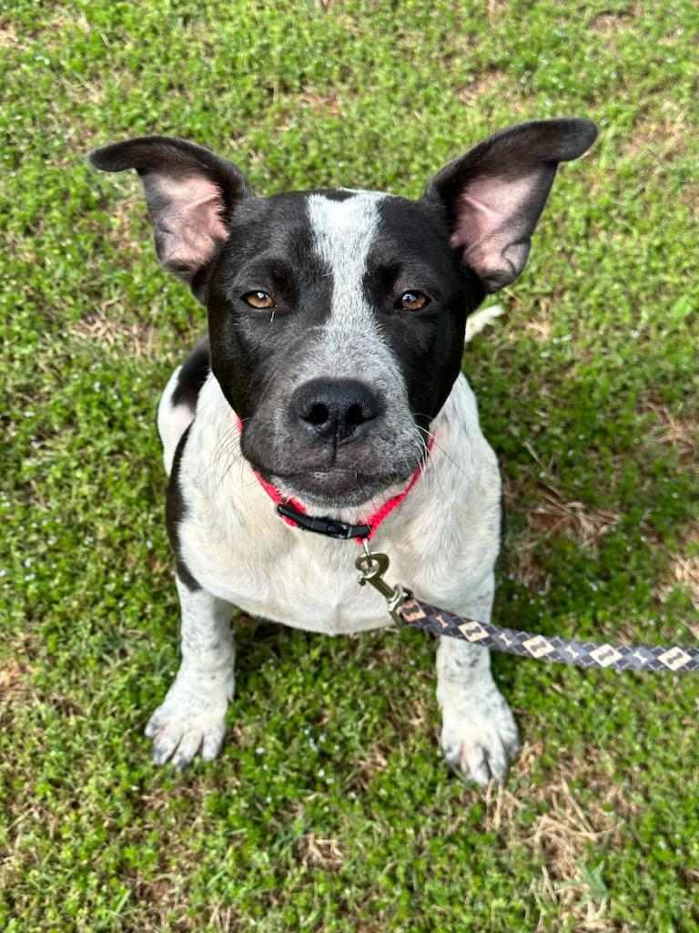 Dog for Adoption - Pepper, a Australian Cattle Dog/Blue Heeler in ...