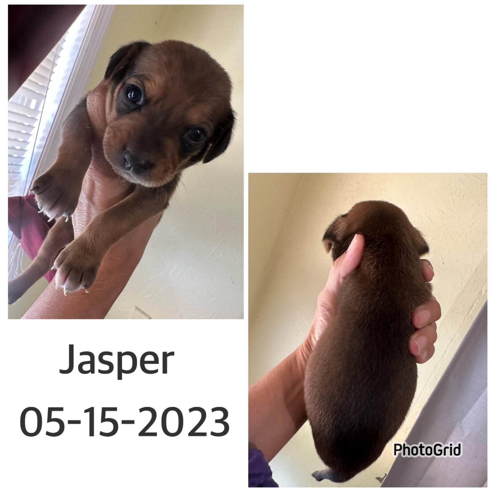 Dog for Adoption Jasper, a Dachshund in Park City, TN Alpha Paw