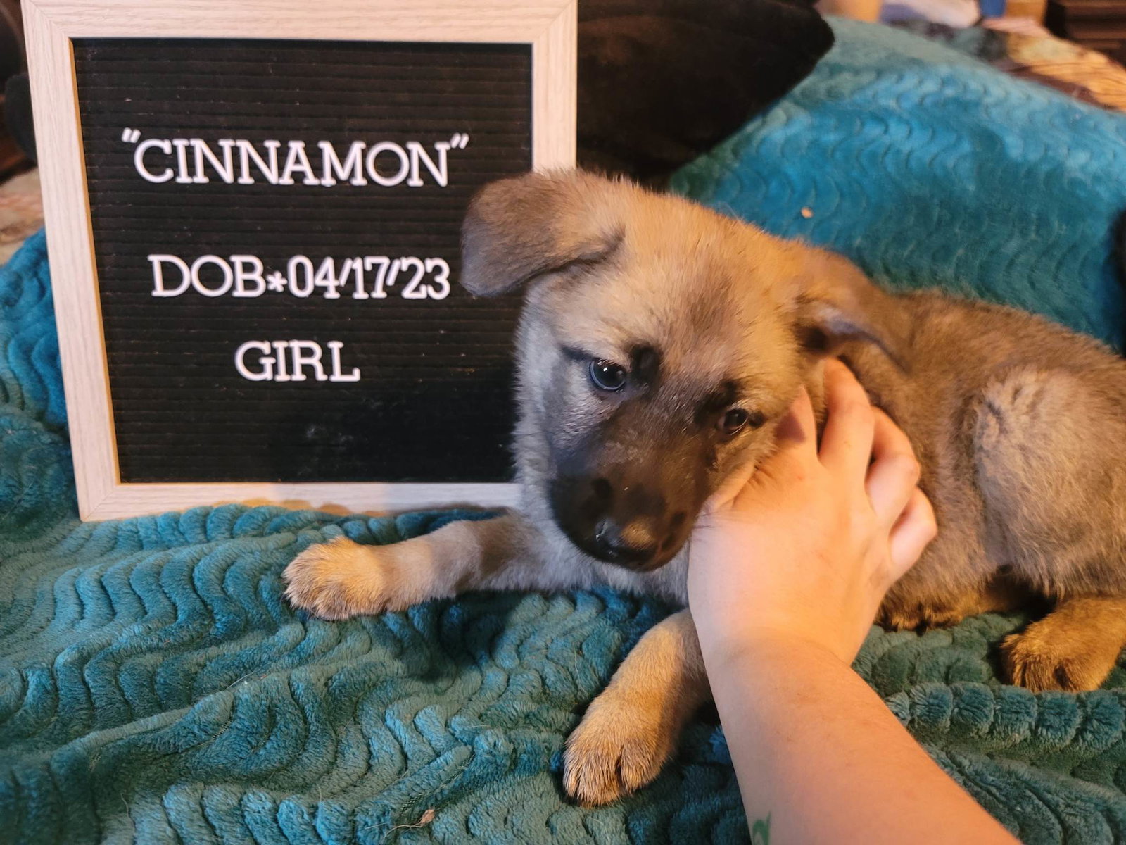 Dog for Adoption Cinnamon, a German Shepherd Dog in Leesburg, AL