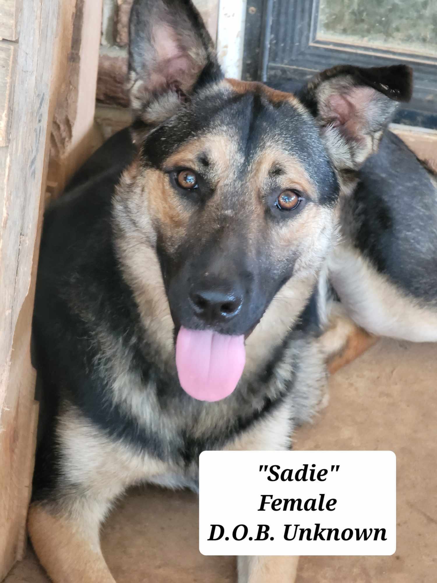 adoptable Dog in Scottsboro, AL named Sadie