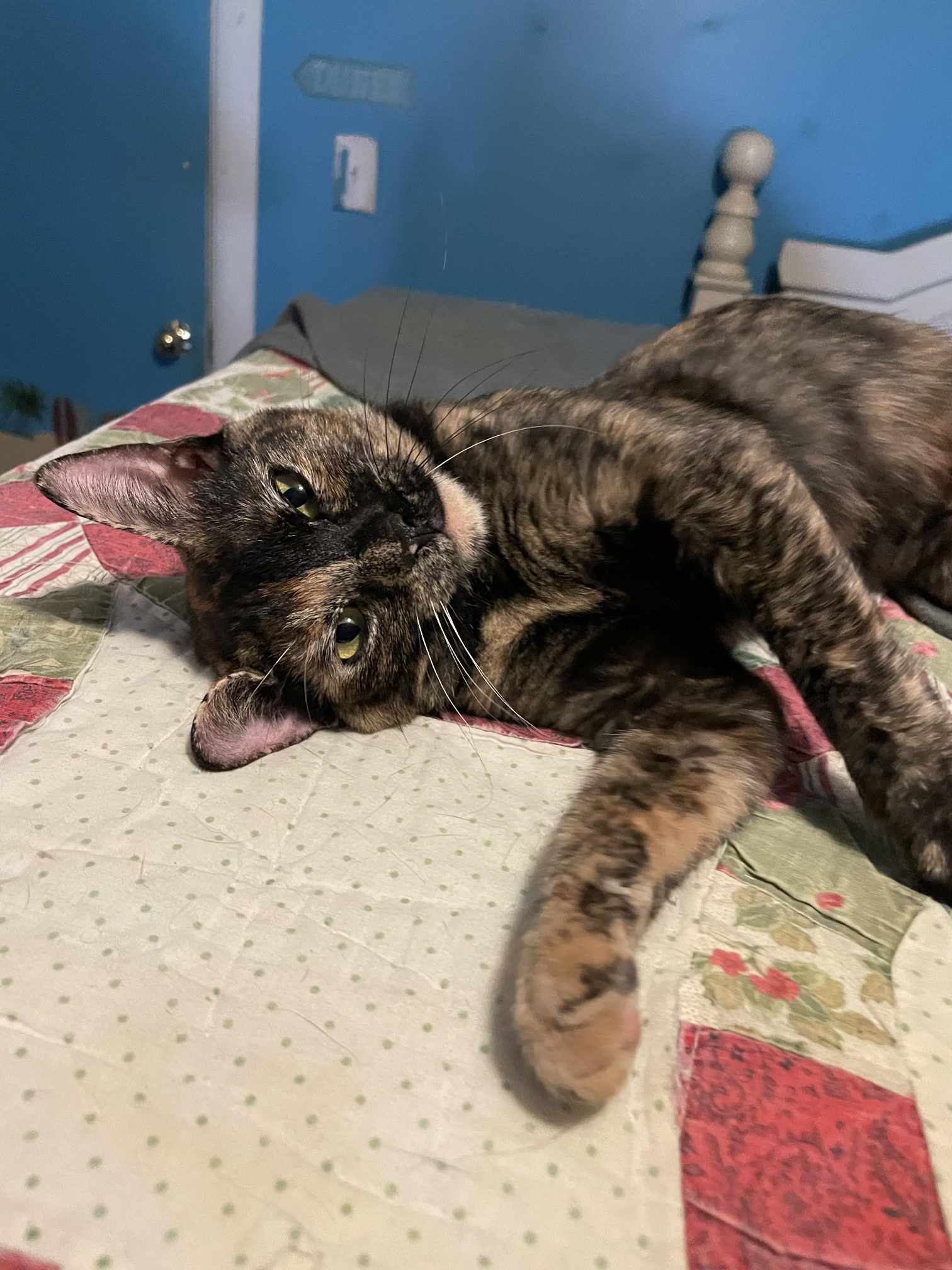 Cats for Adoption in Decherd, Tennessee Alpha Paw