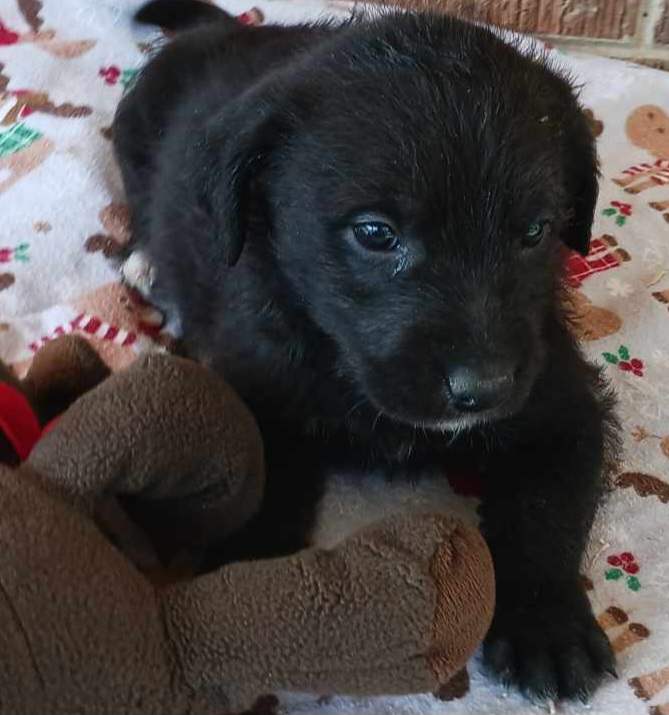 Dog for Adoption - Bella, a Labrador Retriever in Madison County, AL ...