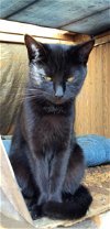 adoptable Cat in  named Midnight URGENT