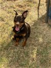 adoptable Dog in scottsboro, AL named Bronx