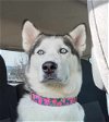 adoptable Dog in scottsboro, AL named Keela