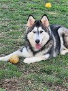 adoptable Dog in scottsboro, AL named Noel