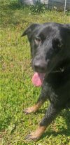 adoptable Dog in , AL named Midnight