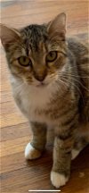 adoptable Cat in scottsboro, AL named Devin